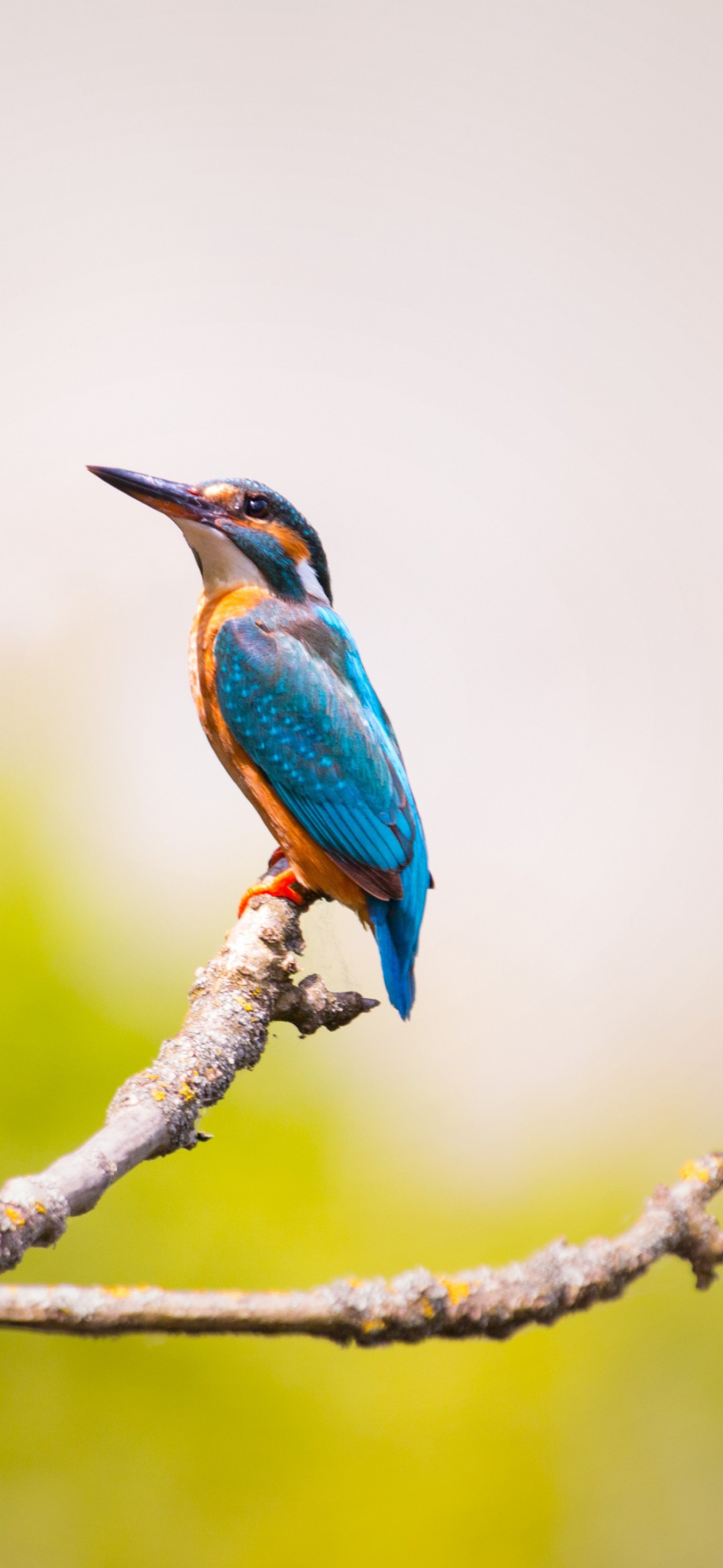 Download Kingfisher Branches Blue Feathers Wallpaper in 1290x2796 Resolution
