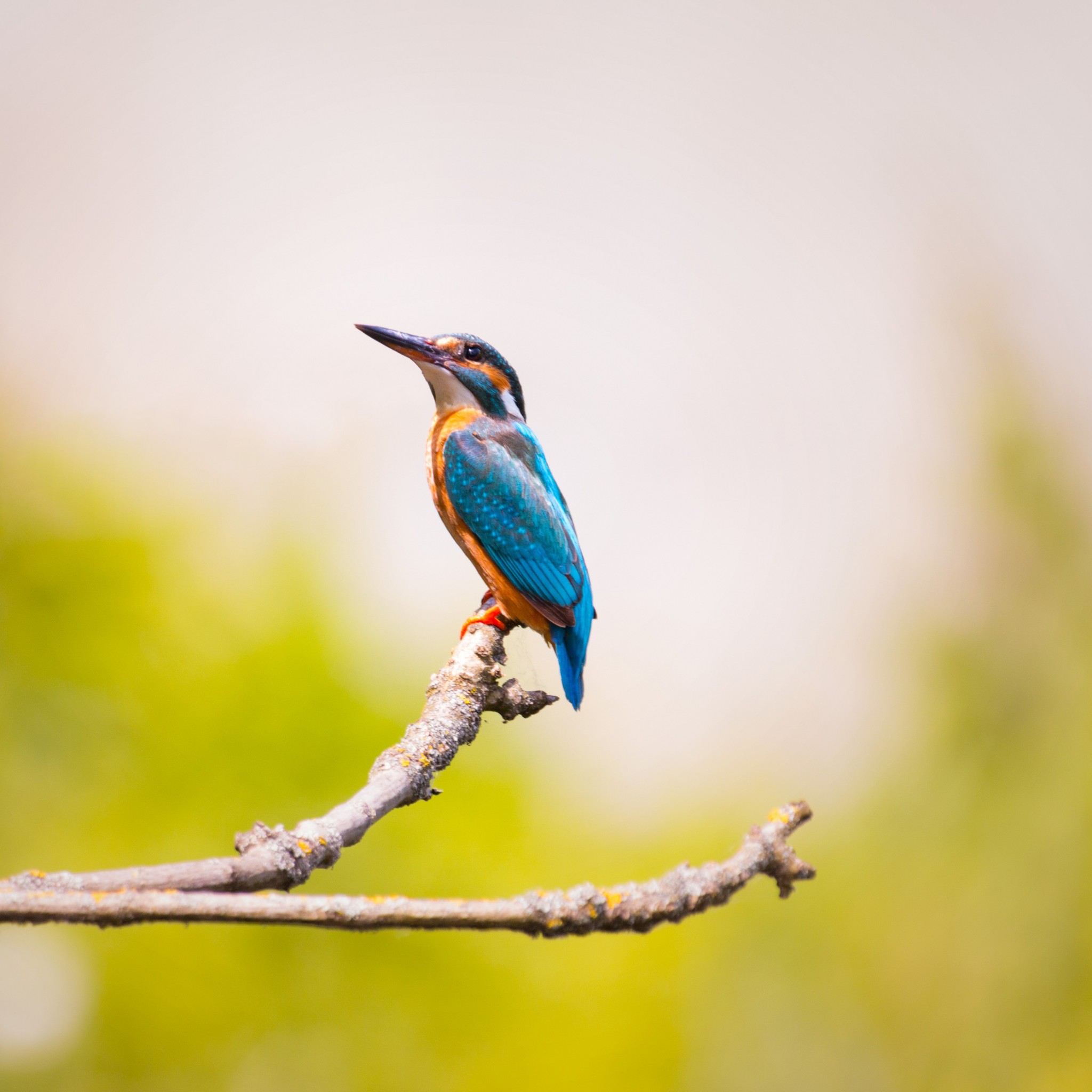 Download Kingfisher Branches Blue Feathers Wallpaper in 2048x2048 Resolution