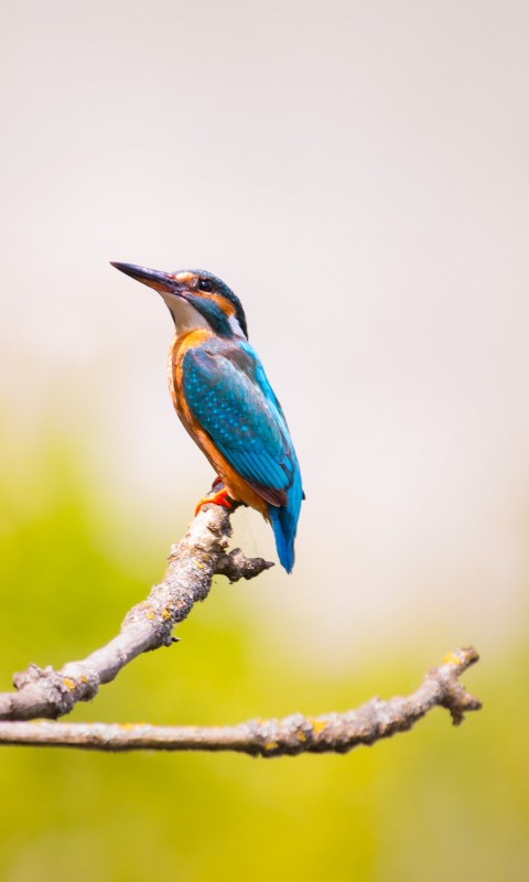 Download Kingfisher Branches Blue Feathers Wallpaper in 480x800 Resolution