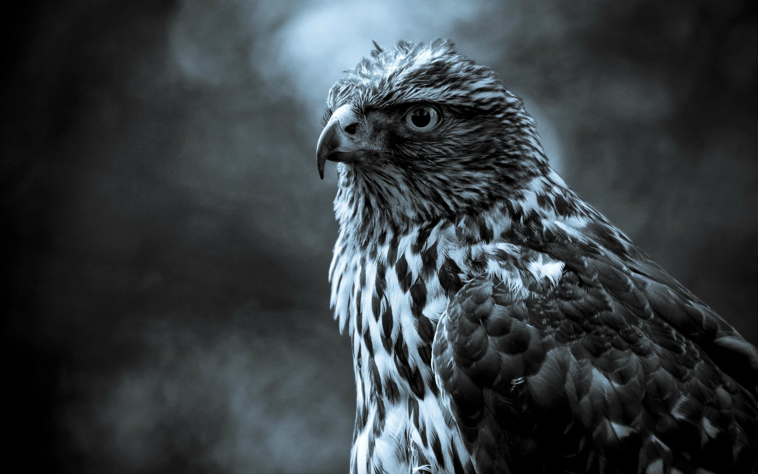 Download Night Eagle Eye Reflection Wallpaper in 2560x1600 Resolution