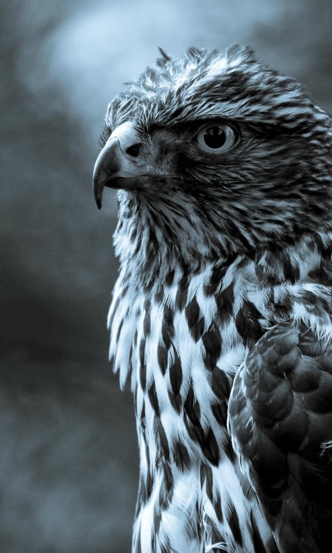 Download Night Eagle Eye Reflection Wallpaper in 480x800 Resolution