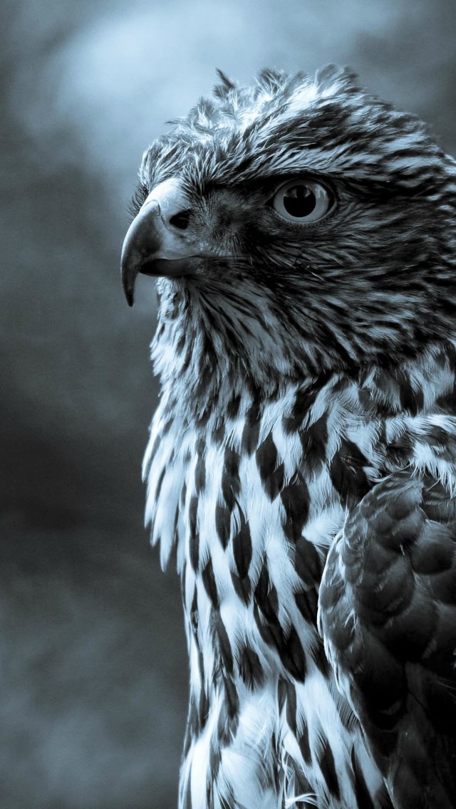 Download Night Eagle Eye Reflection Wallpaper in 640x1136 Resolution