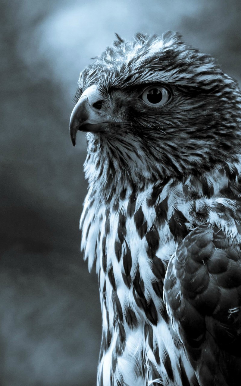 Download Night Eagle Eye Reflection Wallpaper in 800x1280 Resolution