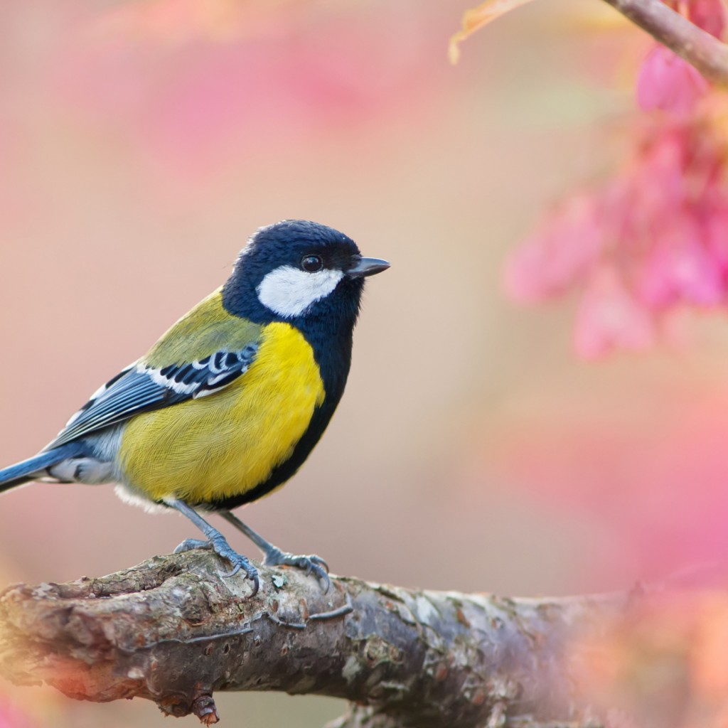 Download Blue Tit Pink Bokeh Wallpaper in 1024x1024 Resolution