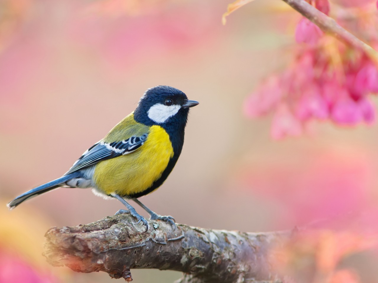 Download Blue Tit Pink Bokeh Wallpaper in 1280x960 Resolution