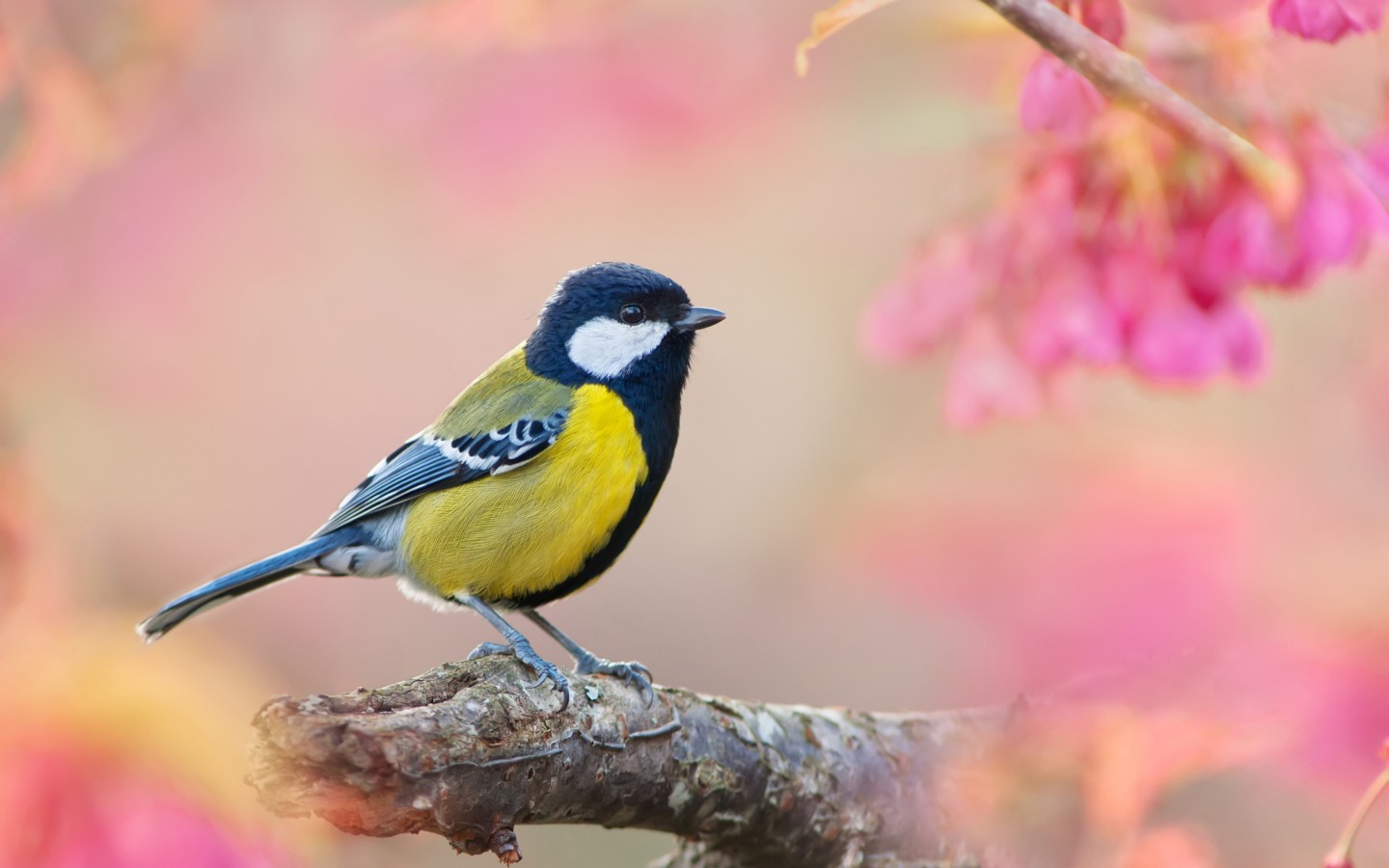 Download Blue Tit Pink Bokeh Wallpaper in 1440x900 Resolution