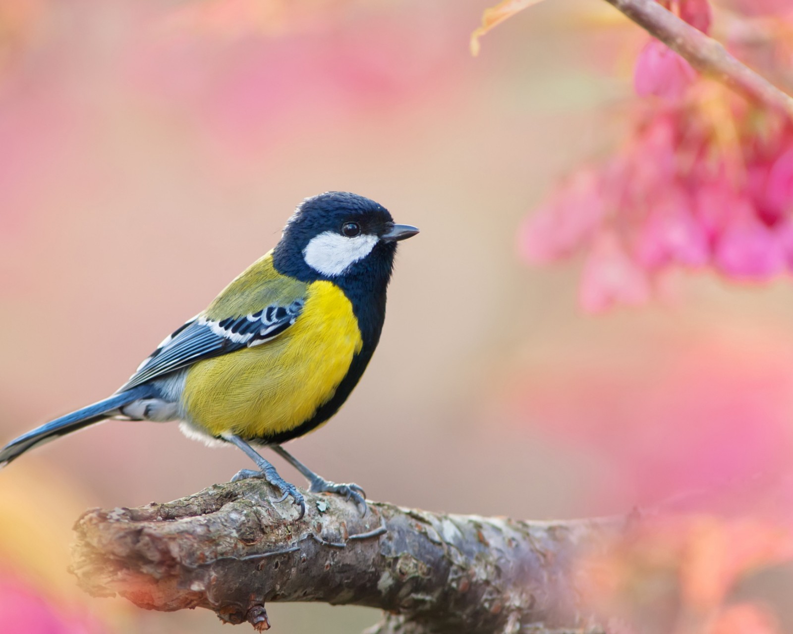 Download Blue Tit Pink Bokeh Wallpaper in 1600x1280 Resolution