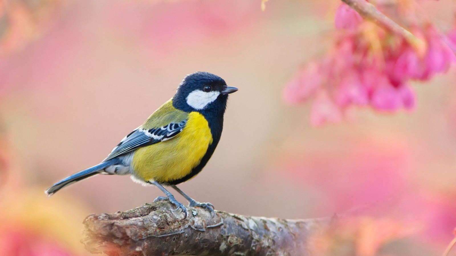 Download Blue Tit Pink Bokeh Wallpaper in 1600x900 Resolution