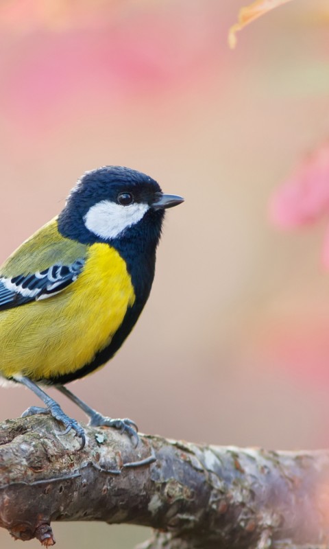Download Blue Tit Pink Bokeh Wallpaper in 480x800 Resolution