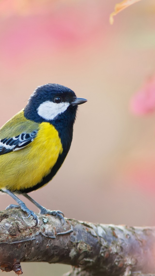 Download Blue Tit Pink Bokeh Wallpaper in 640x1136 Resolution