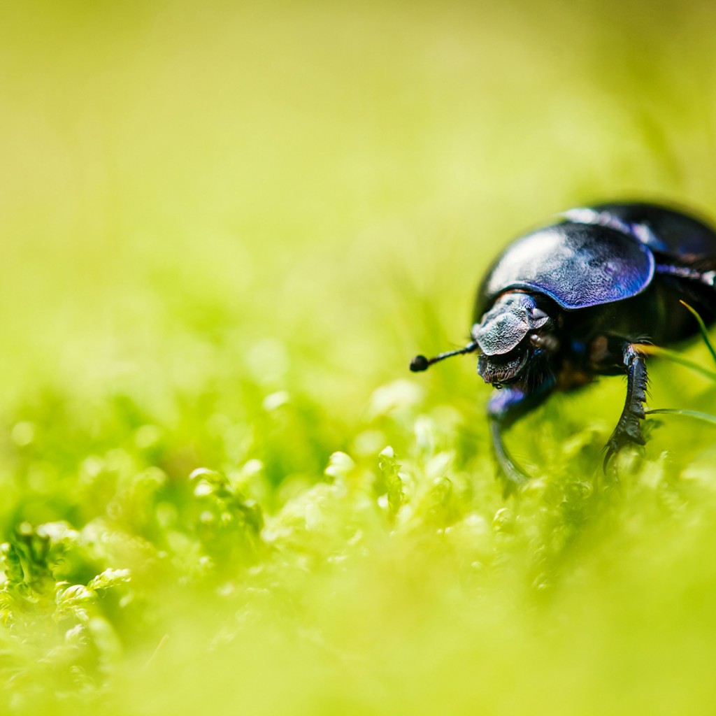 Download Beetle Bug Grass Blur Wallpaper in 1024x1024 Resolution