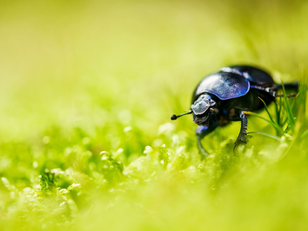 Download Beetle Bug Grass Blur Wallpaper in 1024x768 Resolution