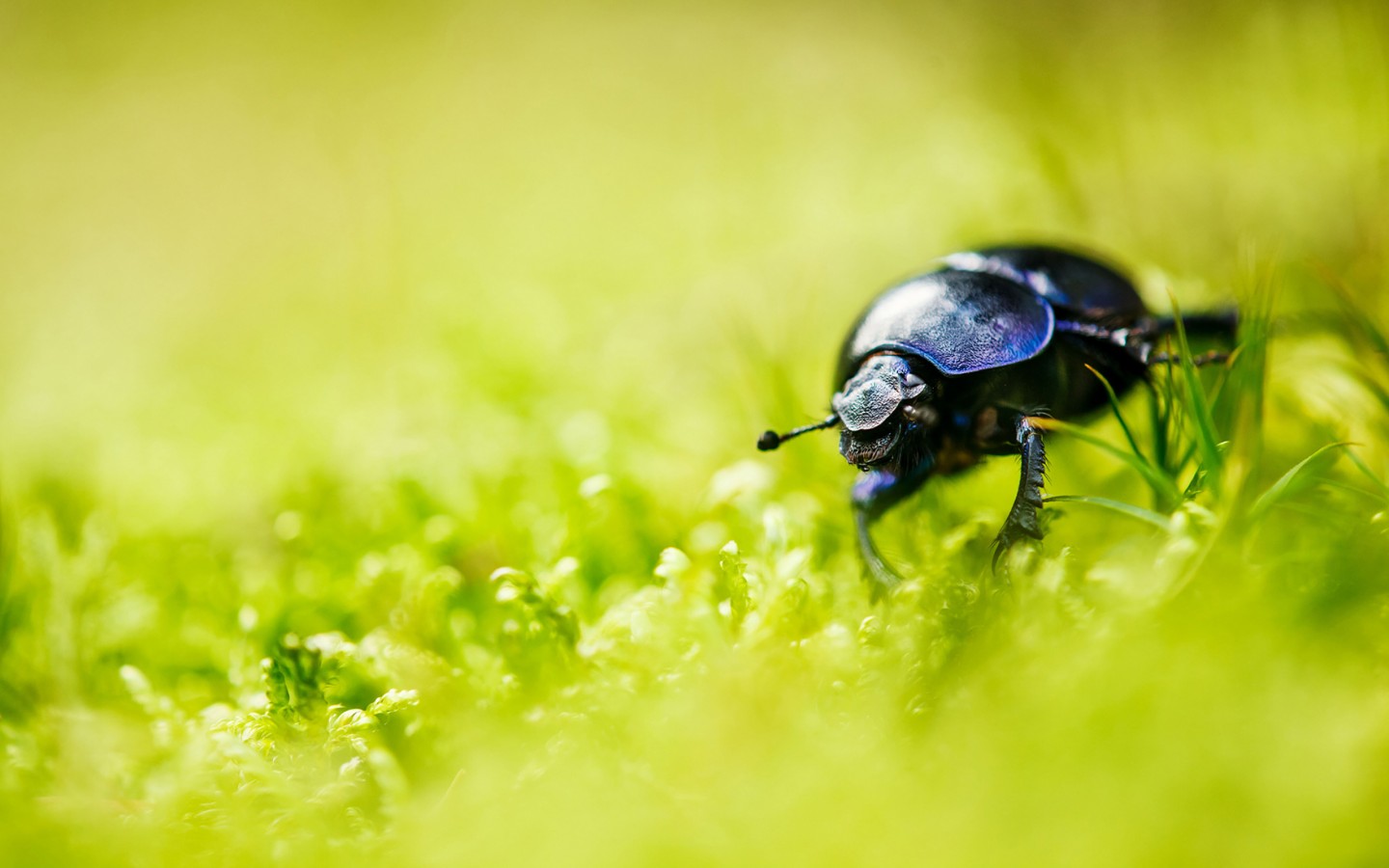 Download Beetle Bug Grass Blur Wallpaper in 1440x900 Resolution