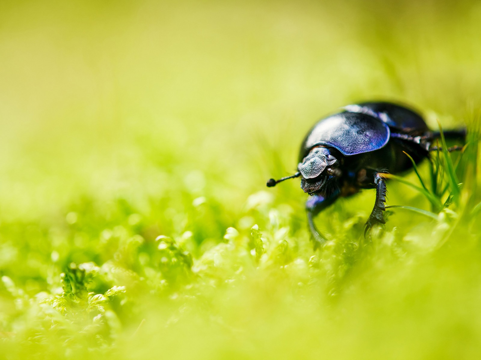Download Beetle Bug Grass Blur Wallpaper in 1600x1200 Resolution