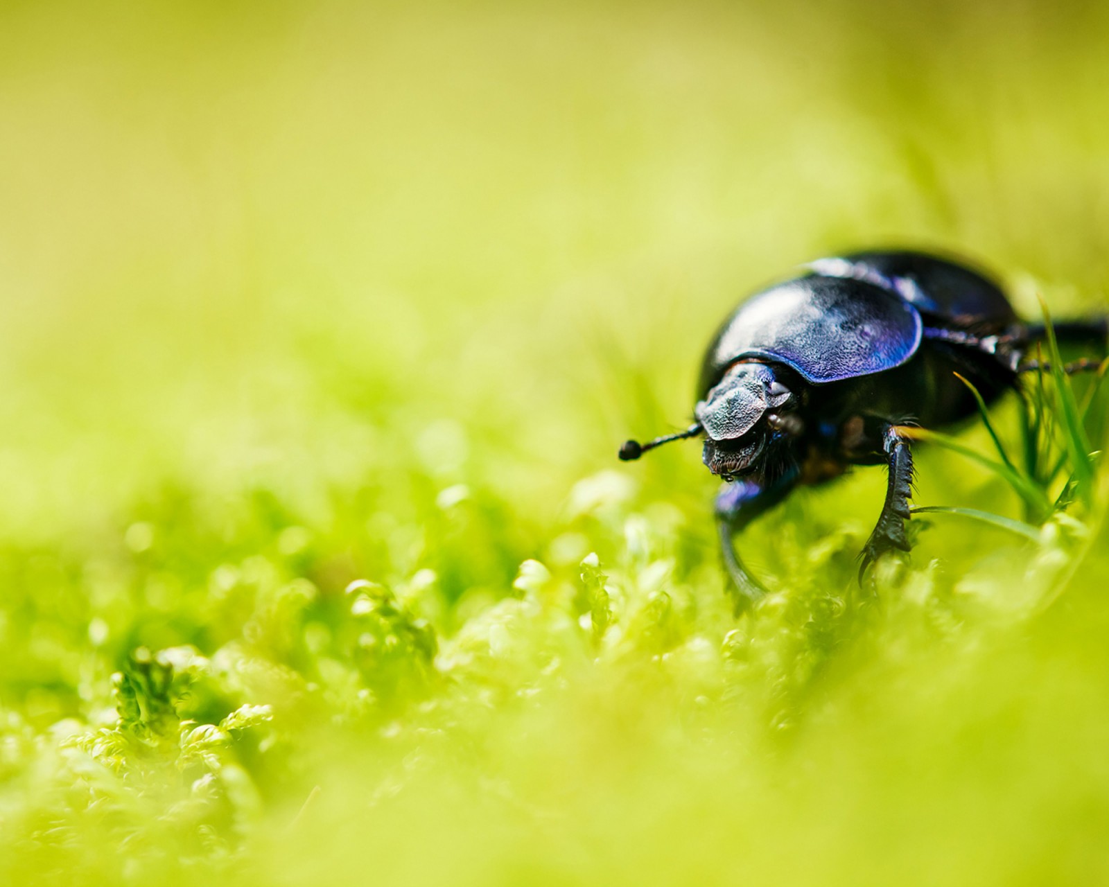 Download Beetle Bug Grass Blur Wallpaper in 1600x1280 Resolution
