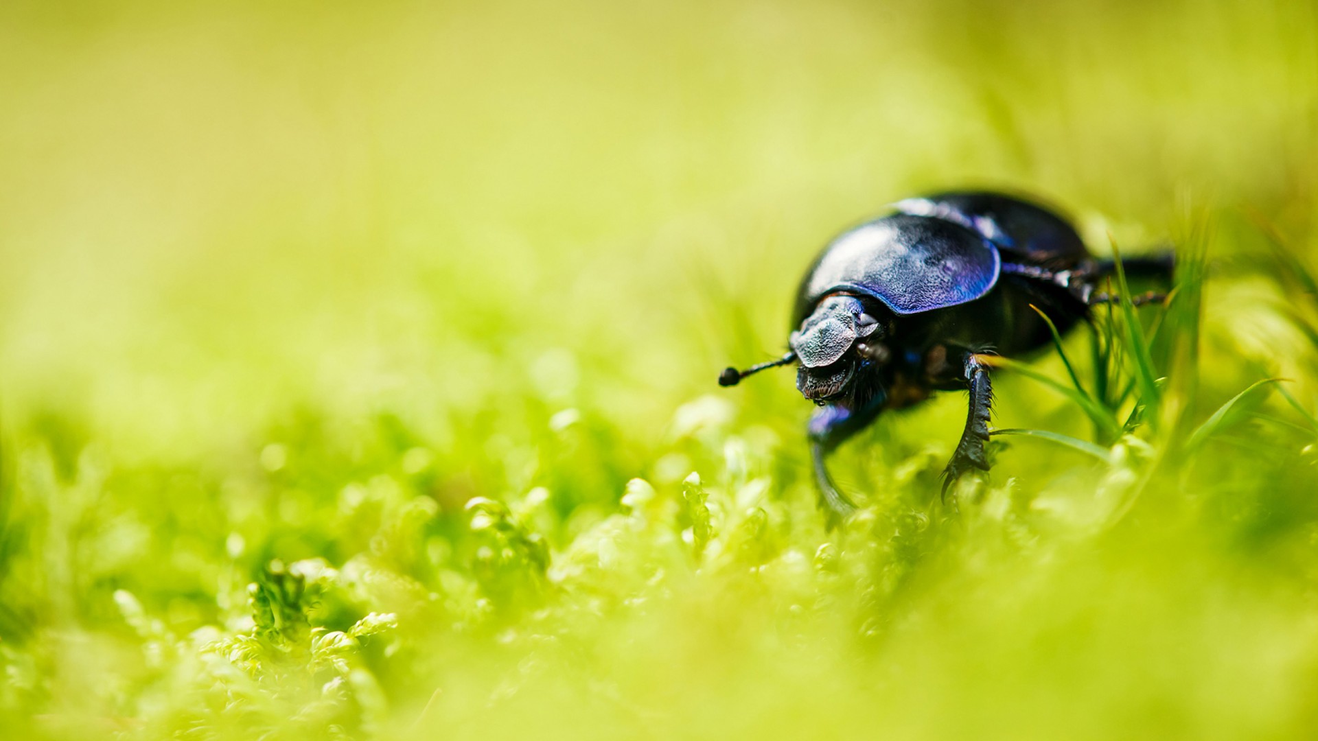 Download Beetle Bug Grass Blur Wallpaper in 1920x1080 Resolution