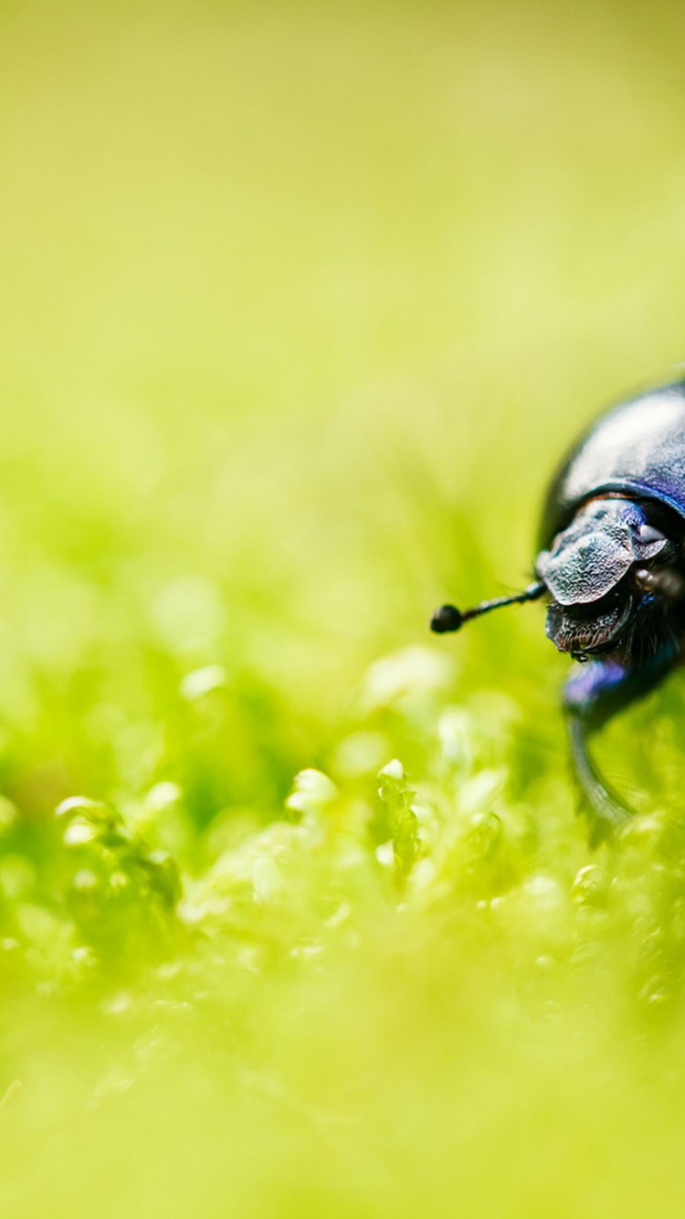 Download Beetle Bug Grass Blur Wallpaper in 750x1334 Resolution