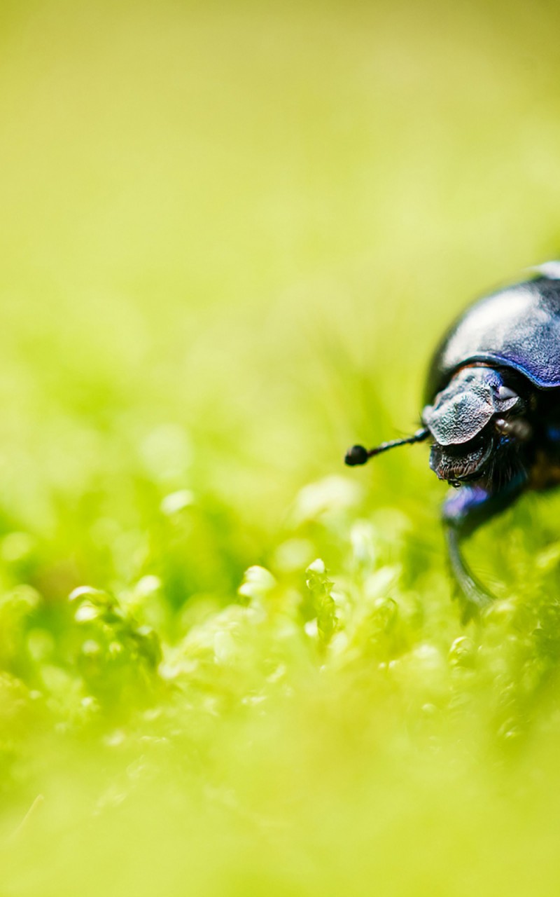 Download Beetle Bug Grass Blur Wallpaper in 800x1280 Resolution