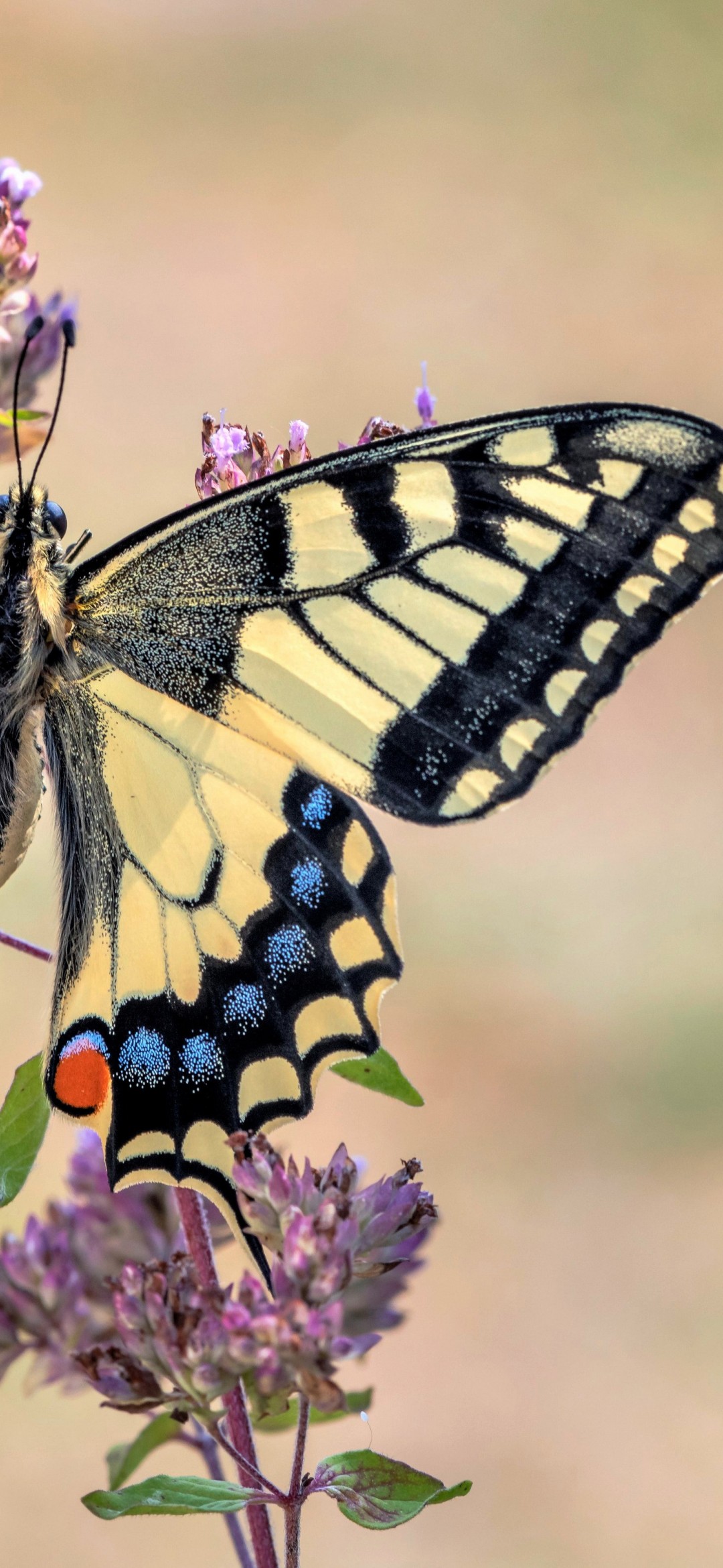 Download Butterfly Flower Pollen Macro Wallpaper At 1080x2340 Resolution
