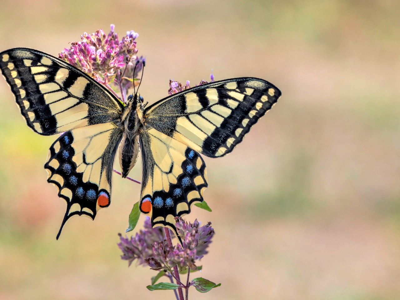 Download Butterfly Flower Pollen Macro Wallpaper At 1280x960 Resolution