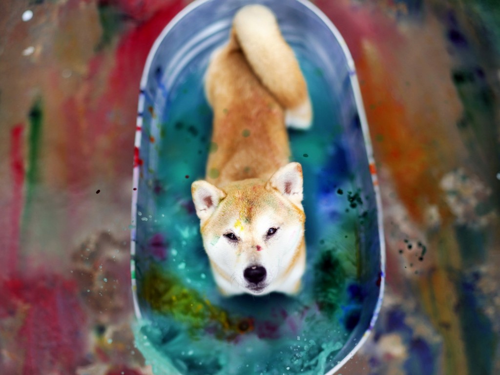 Download Japanese Akita Dog Color Bath Wallpaper in 1024x768 Resolution