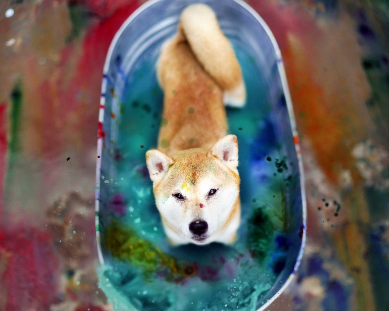 Download Japanese Akita Dog Color Bath Wallpaper in 1280x1024 Resolution