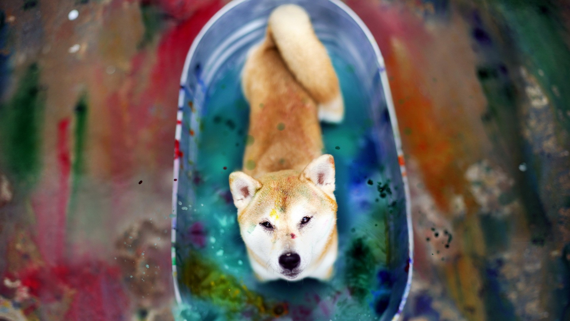 Download Japanese Akita Dog Color Bath Wallpaper in 1920x1080 Resolution