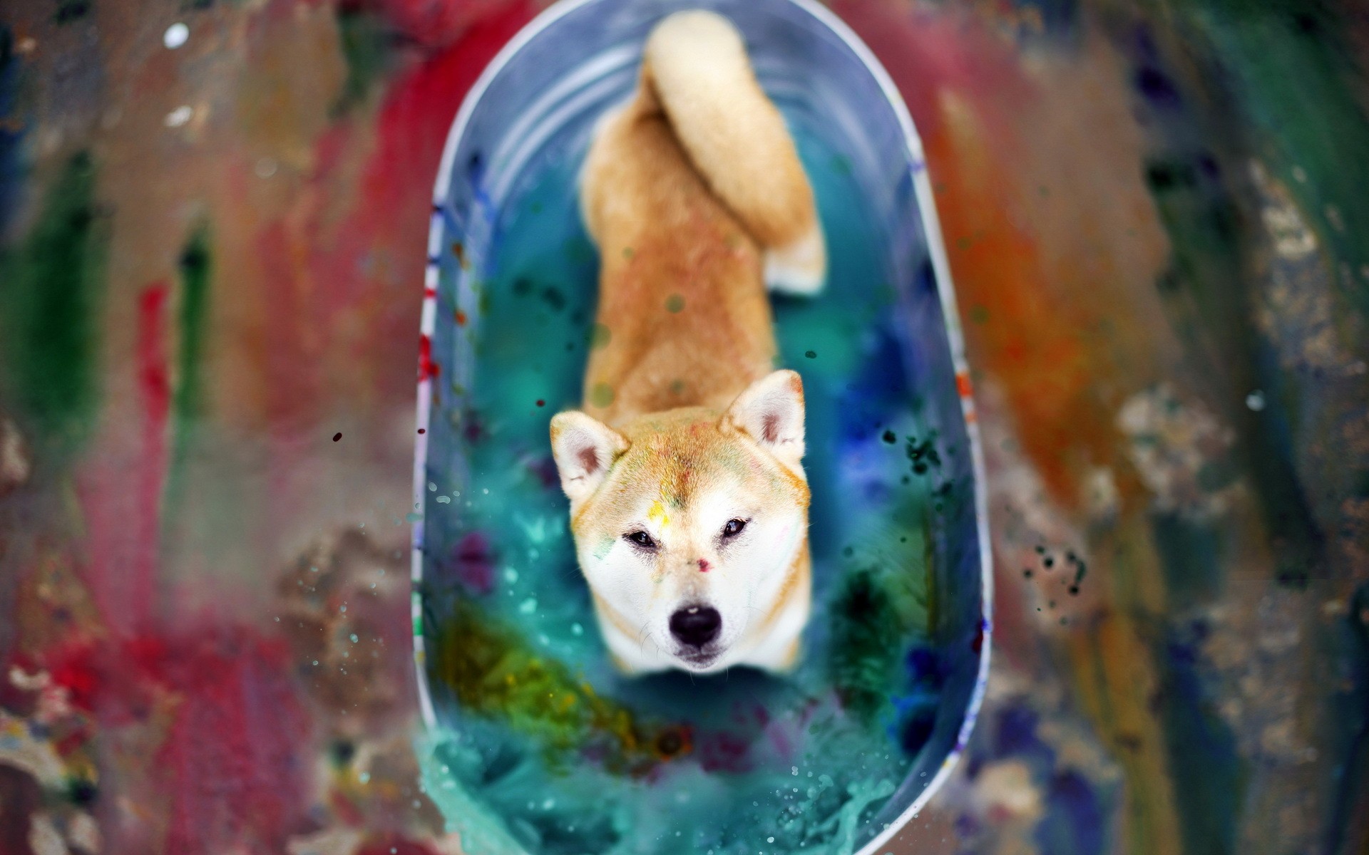 Download Japanese Akita Dog Color Bath Wallpaper in 1920x1200 Resolution