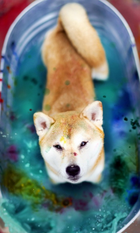 Download Japanese Akita Dog Color Bath Wallpaper in 480x800 Resolution