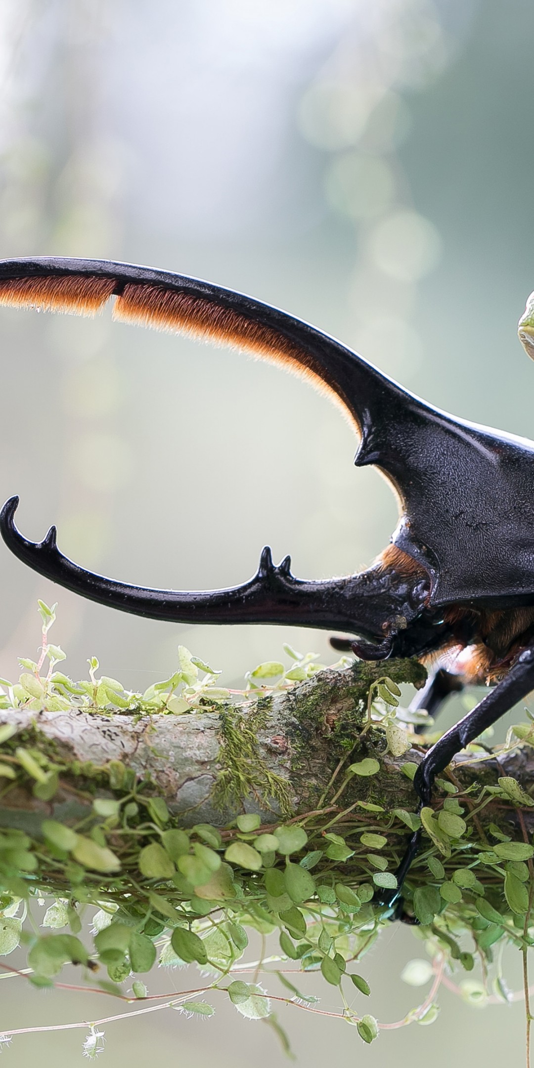Download Stag Beetle Green Frog Wallpaper in 1080x2160 Resolution