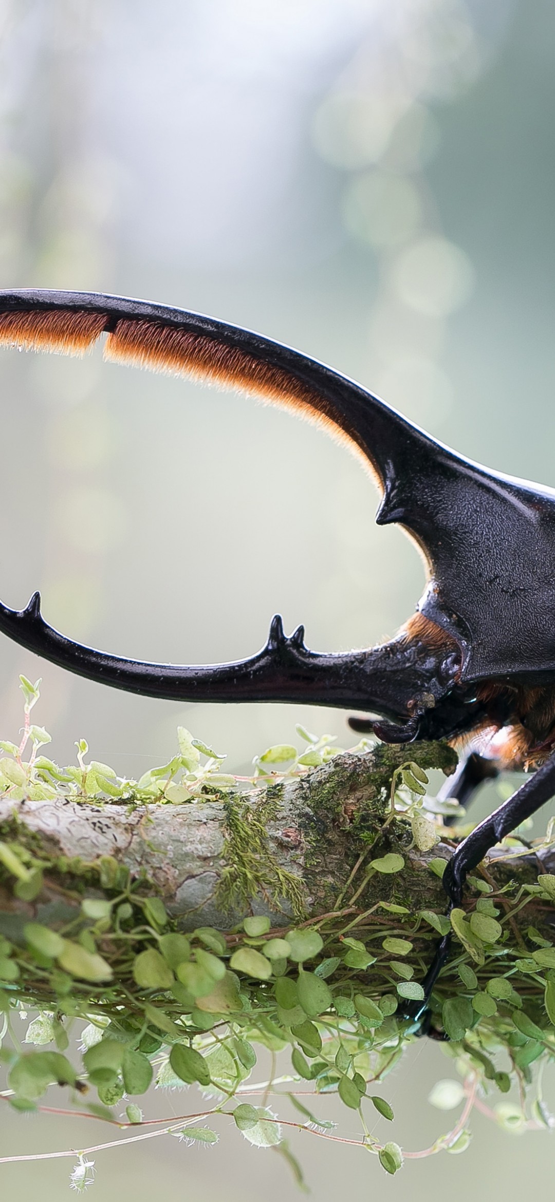 Download Stag Beetle Green Frog Wallpaper in 1080x2340 Resolution