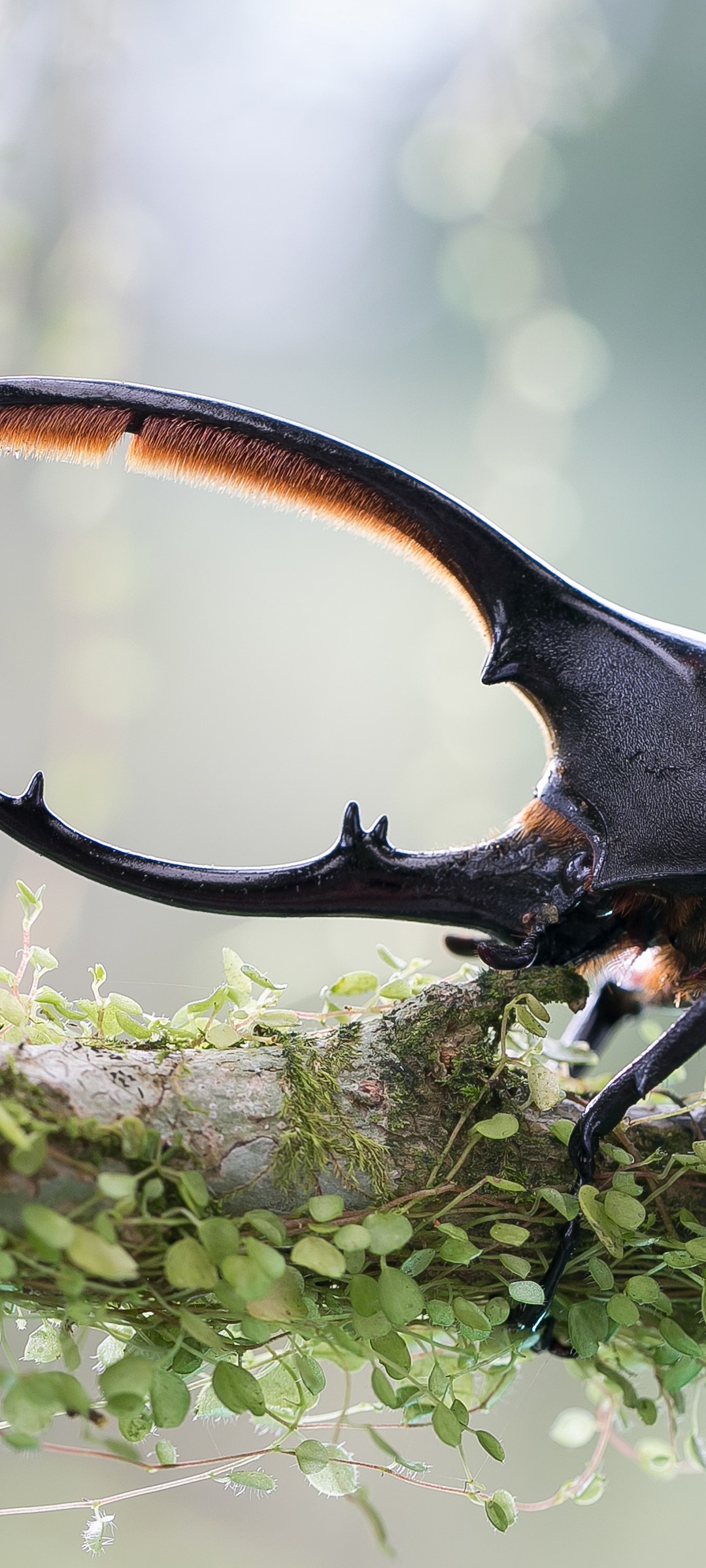 Download Stag Beetle Green Frog Wallpaper in 1080x2400 Resolution