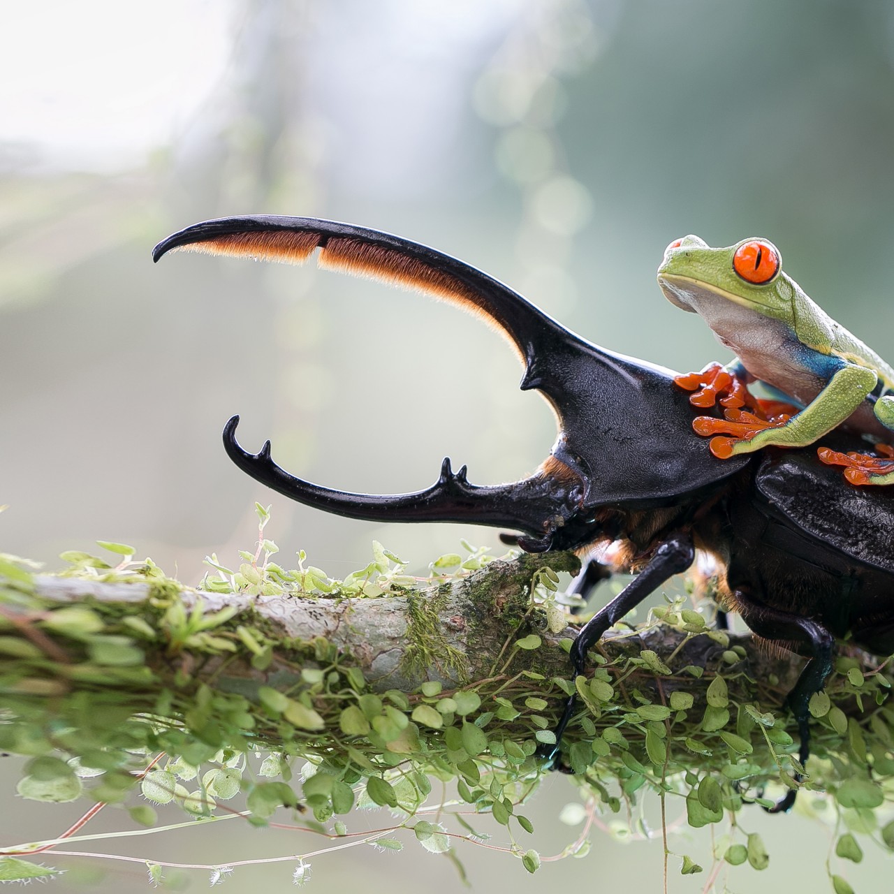 Download Stag Beetle Green Frog Wallpaper in 1280x1280 Resolution