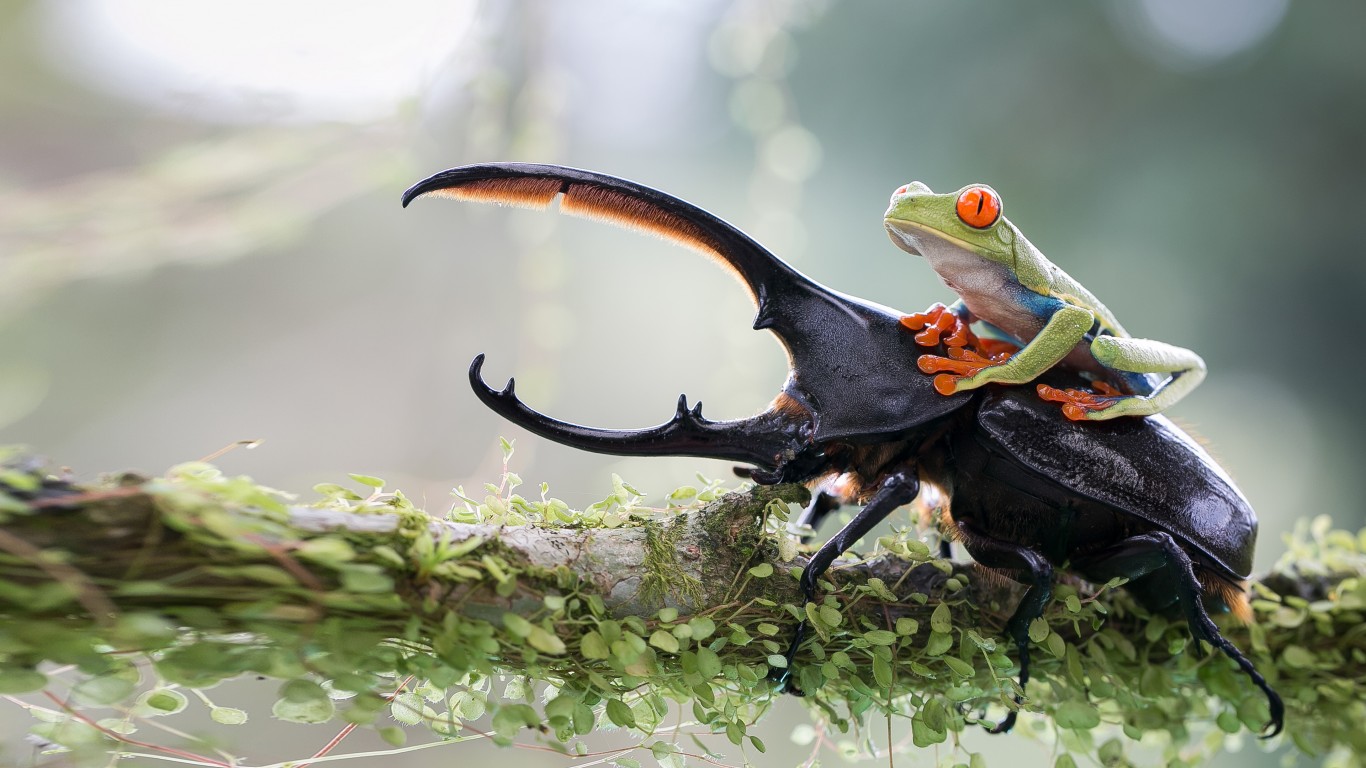 Download Stag Beetle Green Frog Wallpaper in 1366x768 Resolution
