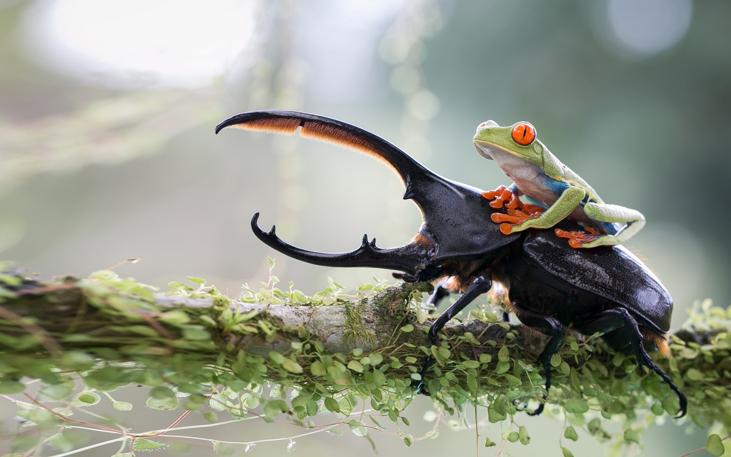 Download Stag Beetle Green Frog Wallpaper in 1440x900 Resolution