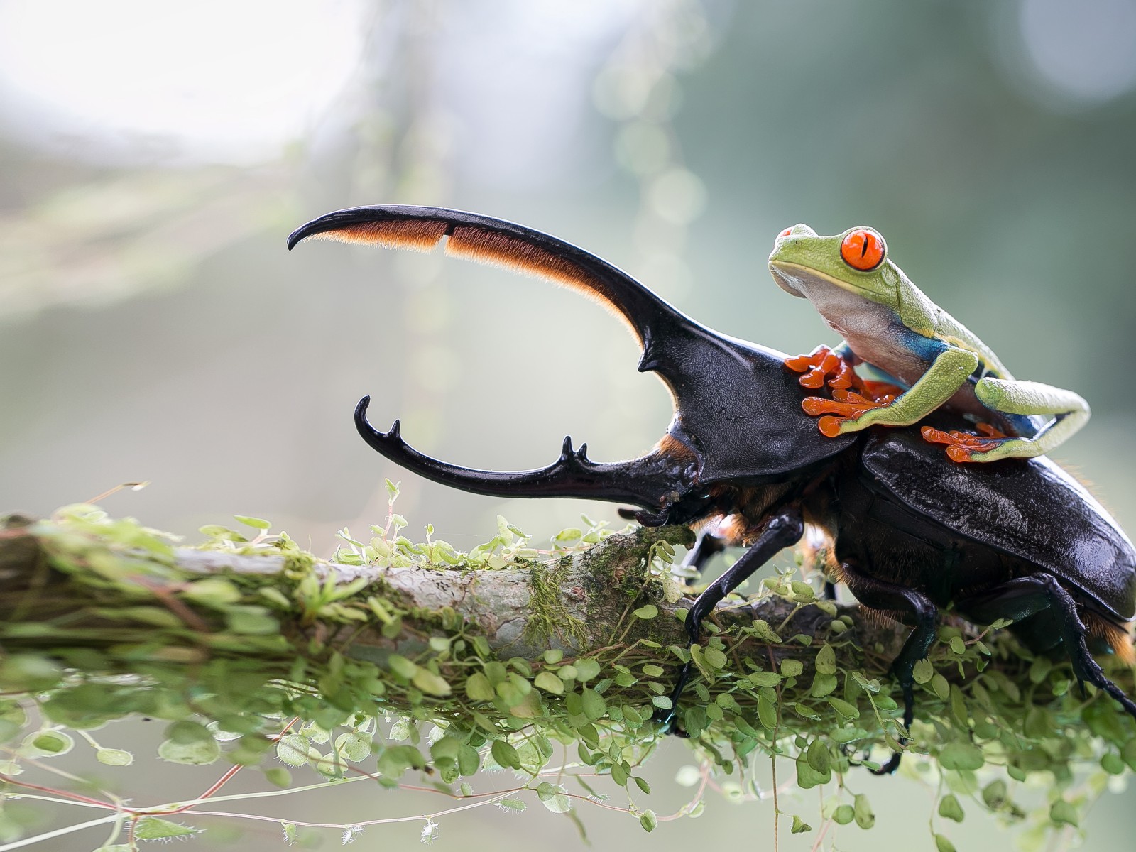 Download Stag Beetle Green Frog Wallpaper in 1600x1200 Resolution