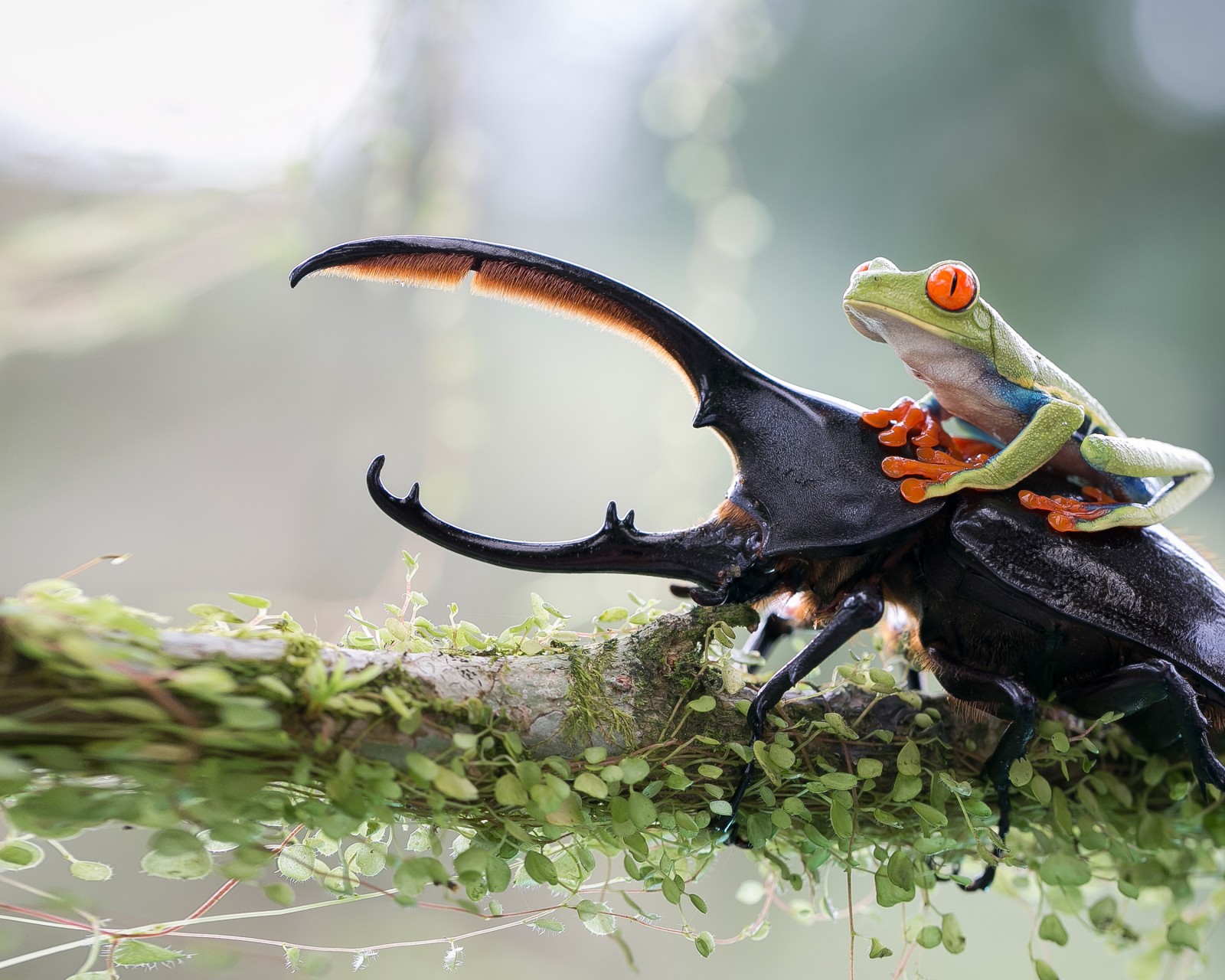 Download Stag Beetle Green Frog Wallpaper in 1600x1280 Resolution