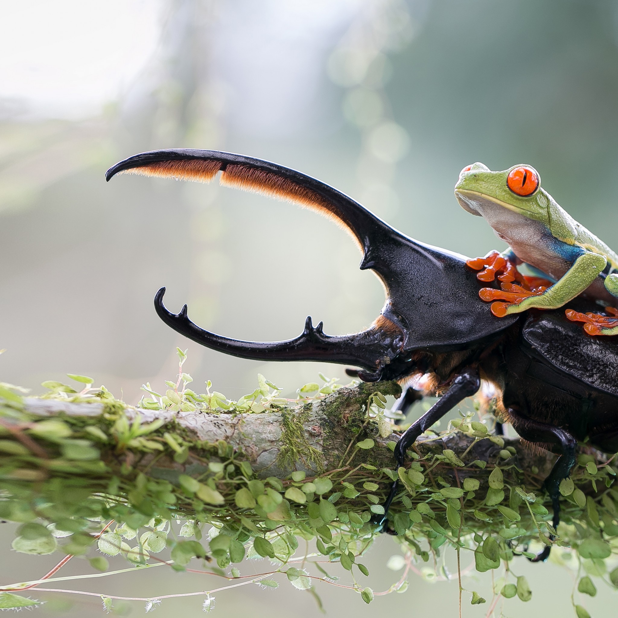 Download Stag Beetle Green Frog Wallpaper in 2048x2048 Resolution