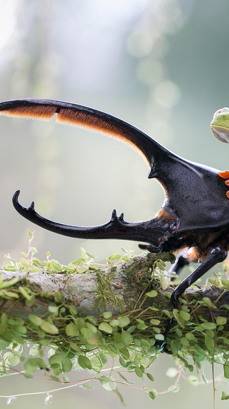 Download Stag Beetle Green Frog Wallpaper in 750x1334 Resolution