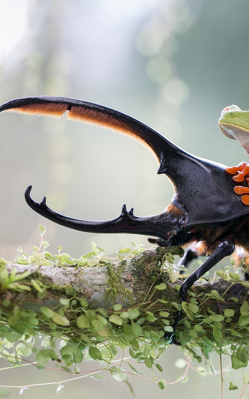Download Stag Beetle Green Frog Wallpaper in 800x1280 Resolution