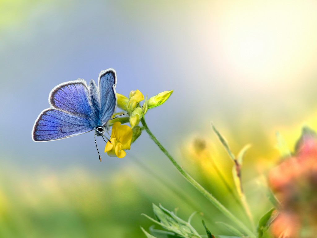 Download Mazarine Blue Butterfly Flower Wallpaper in 1024x768 Resolution
