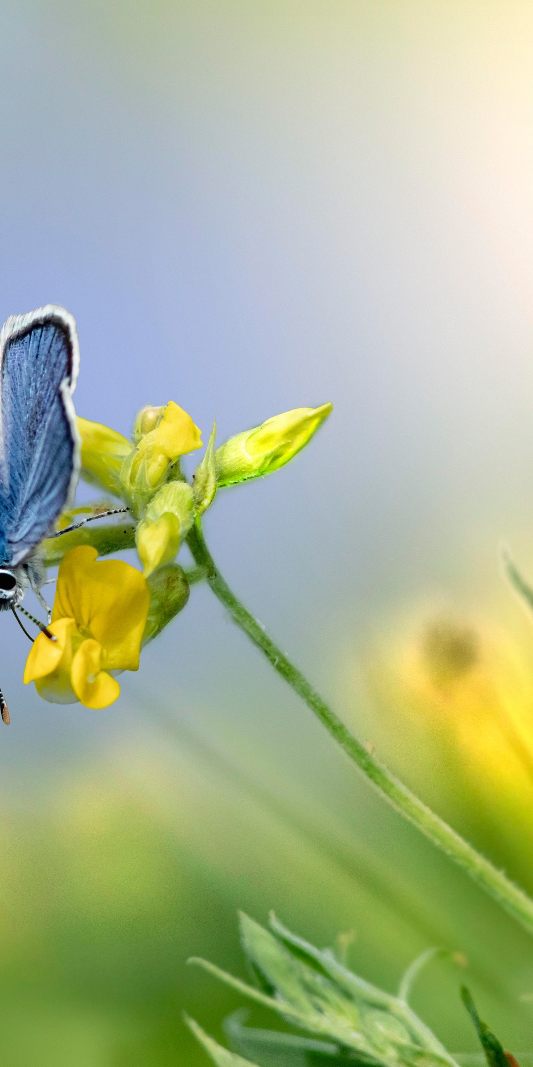 Download Mazarine Blue Butterfly Flower Wallpaper in 1080x2160 Resolution