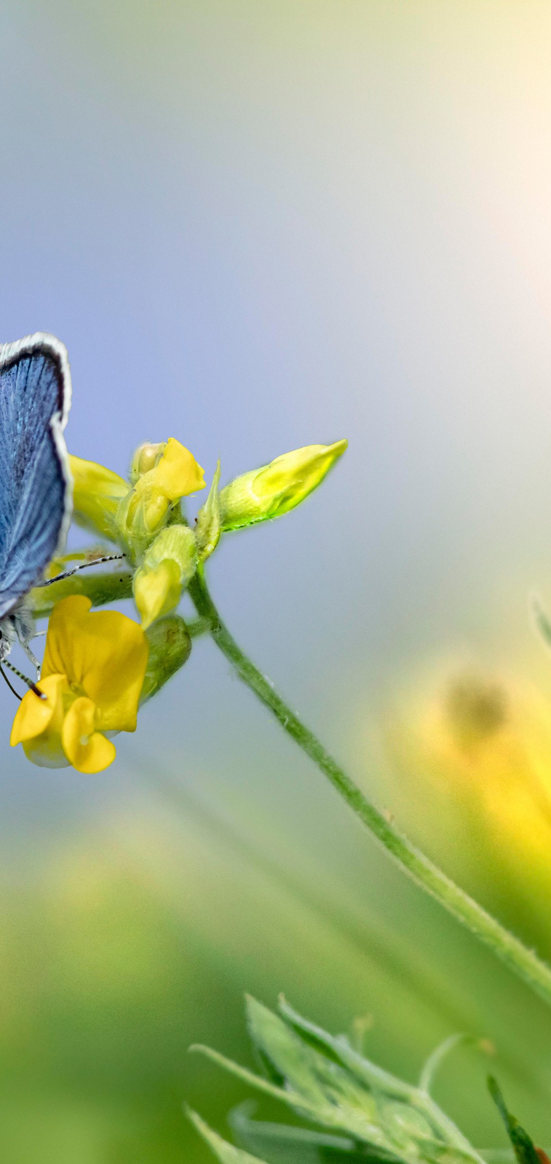 Download Mazarine Blue Butterfly Flower Wallpaper in 1080x2280 Resolution