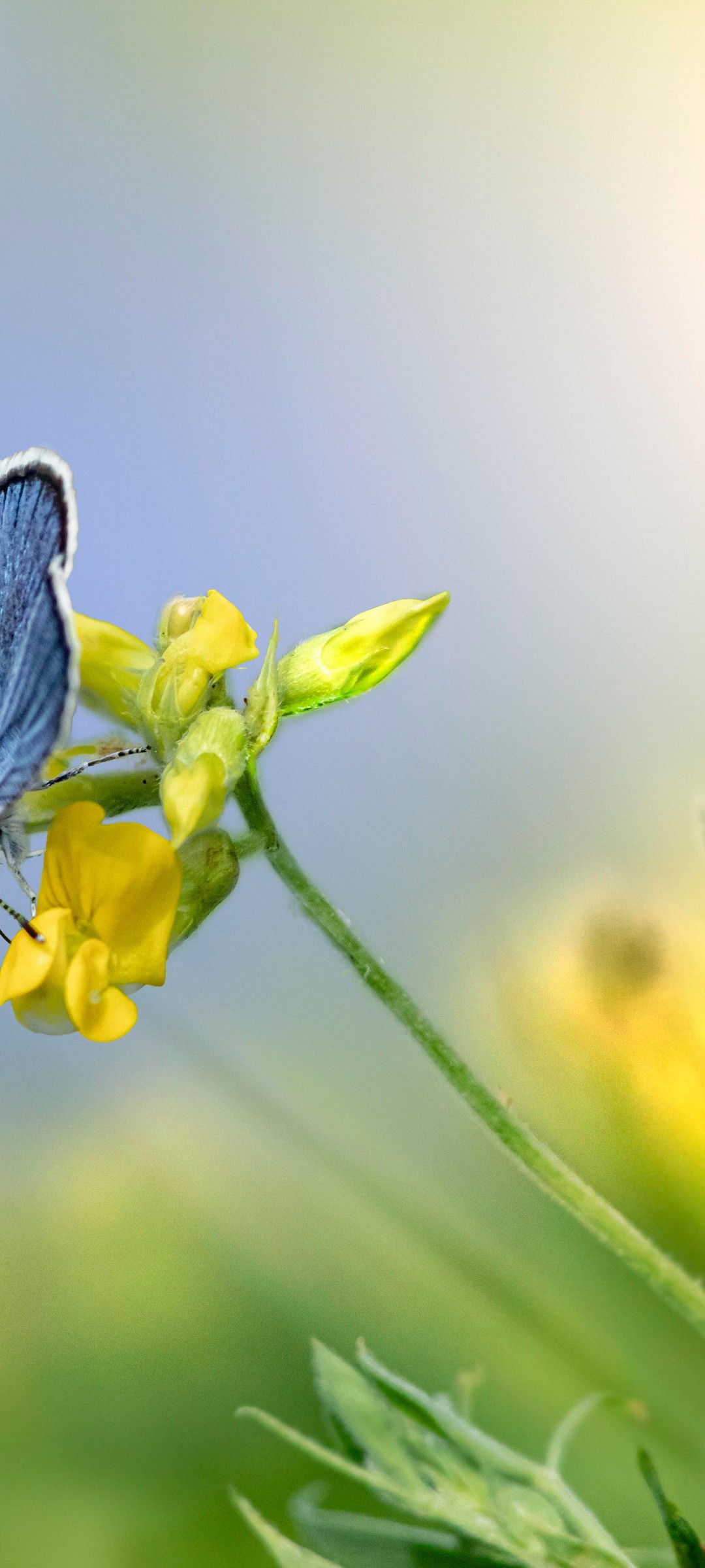 Download Mazarine Blue Butterfly Flower Wallpaper in 1080x2400 Resolution