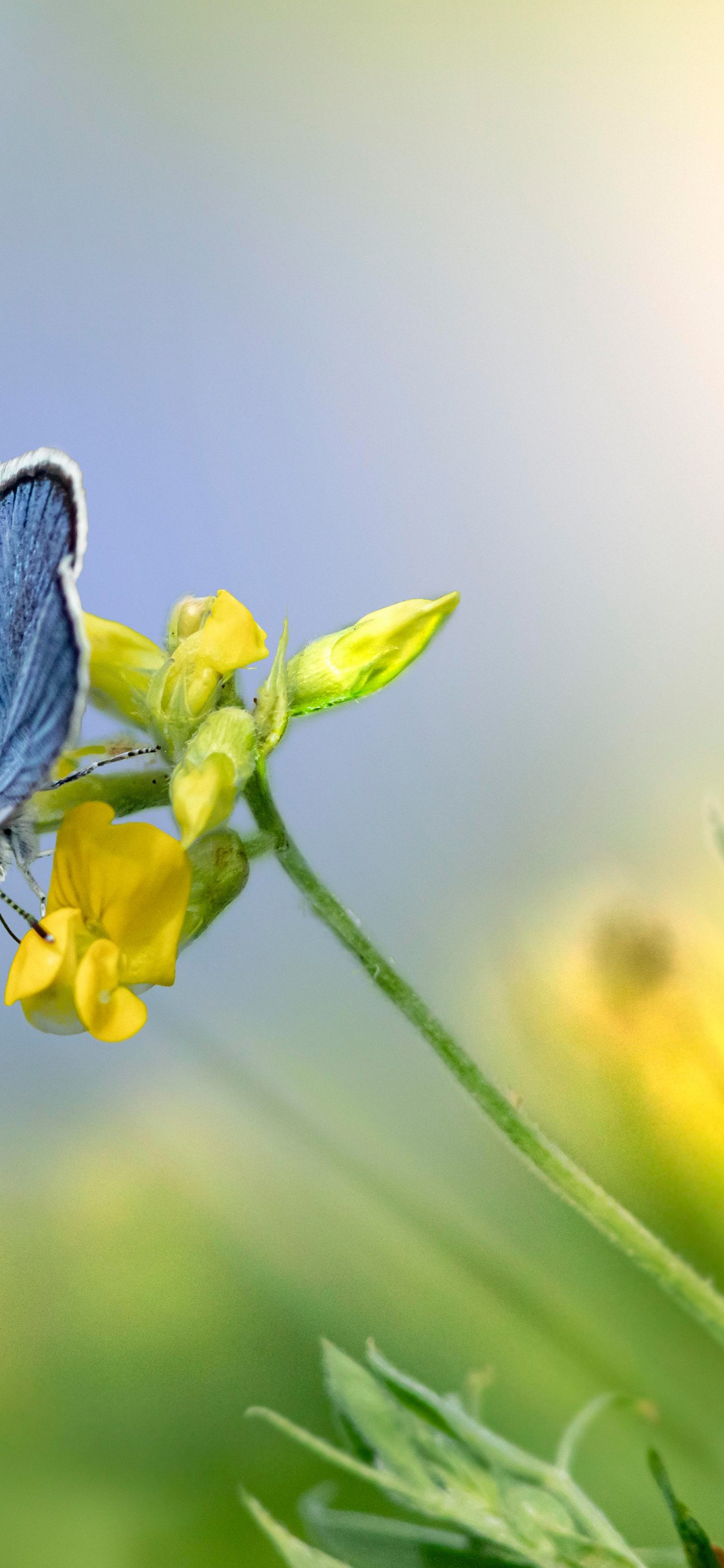 Download Mazarine Blue Butterfly Flower Wallpaper in 1125x2436 Resolution