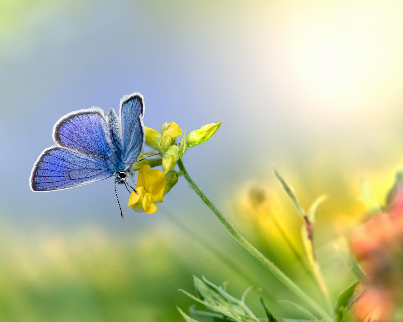 Download Mazarine Blue Butterfly Flower Wallpaper in 1280x1024 Resolution