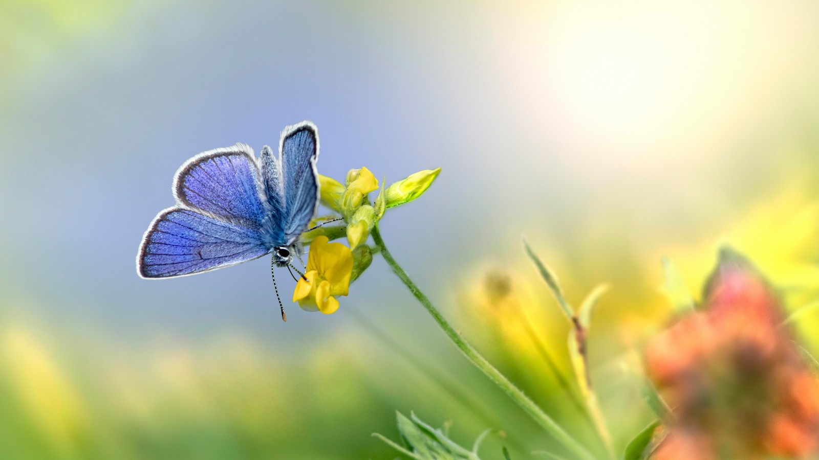 Download Mazarine Blue Butterfly Flower Wallpaper in 1600x900 Resolution