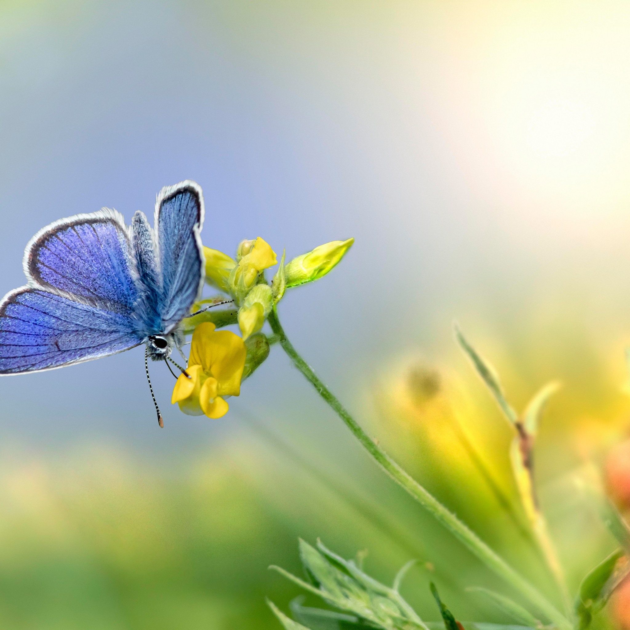 Download Mazarine Blue Butterfly Flower Wallpaper in 2048x2048 Resolution