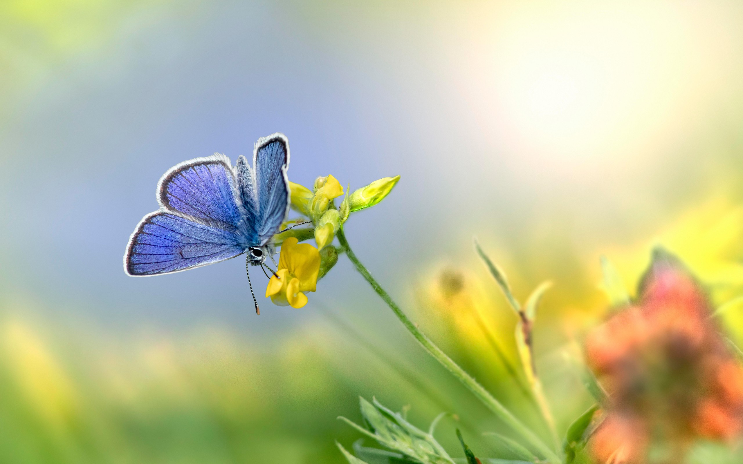 Download Mazarine Blue Butterfly Flower Wallpaper in 2560x1600 Resolution