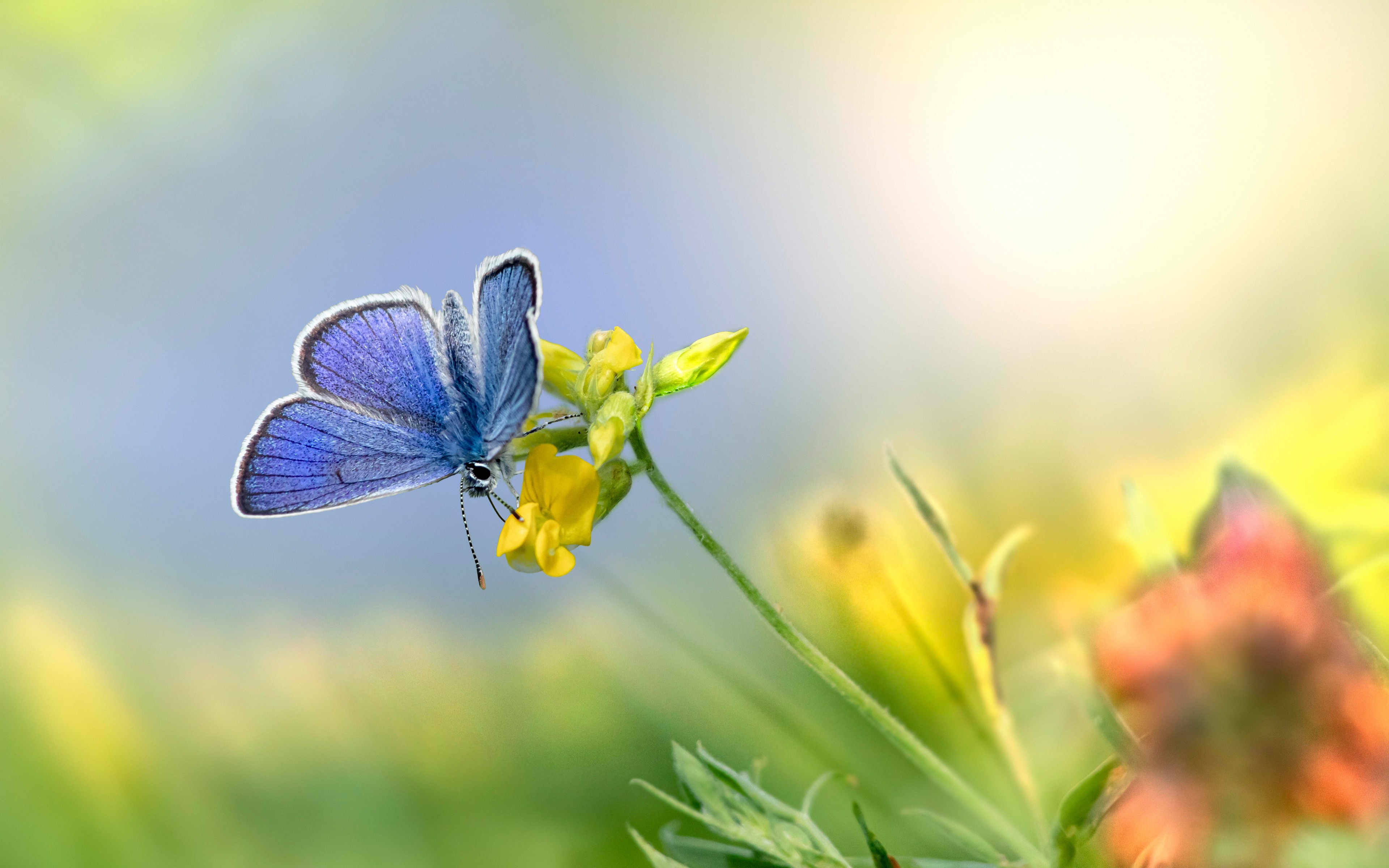 Download Mazarine Blue Butterfly Flower Wallpaper in 3840x2400 Resolution
